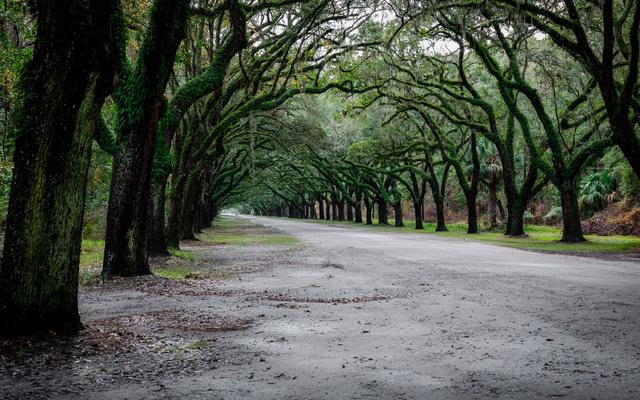 Live oaks arching over a quiet unpaved lane