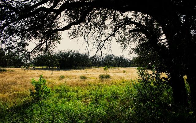 A live oak framing open South Texas grassland