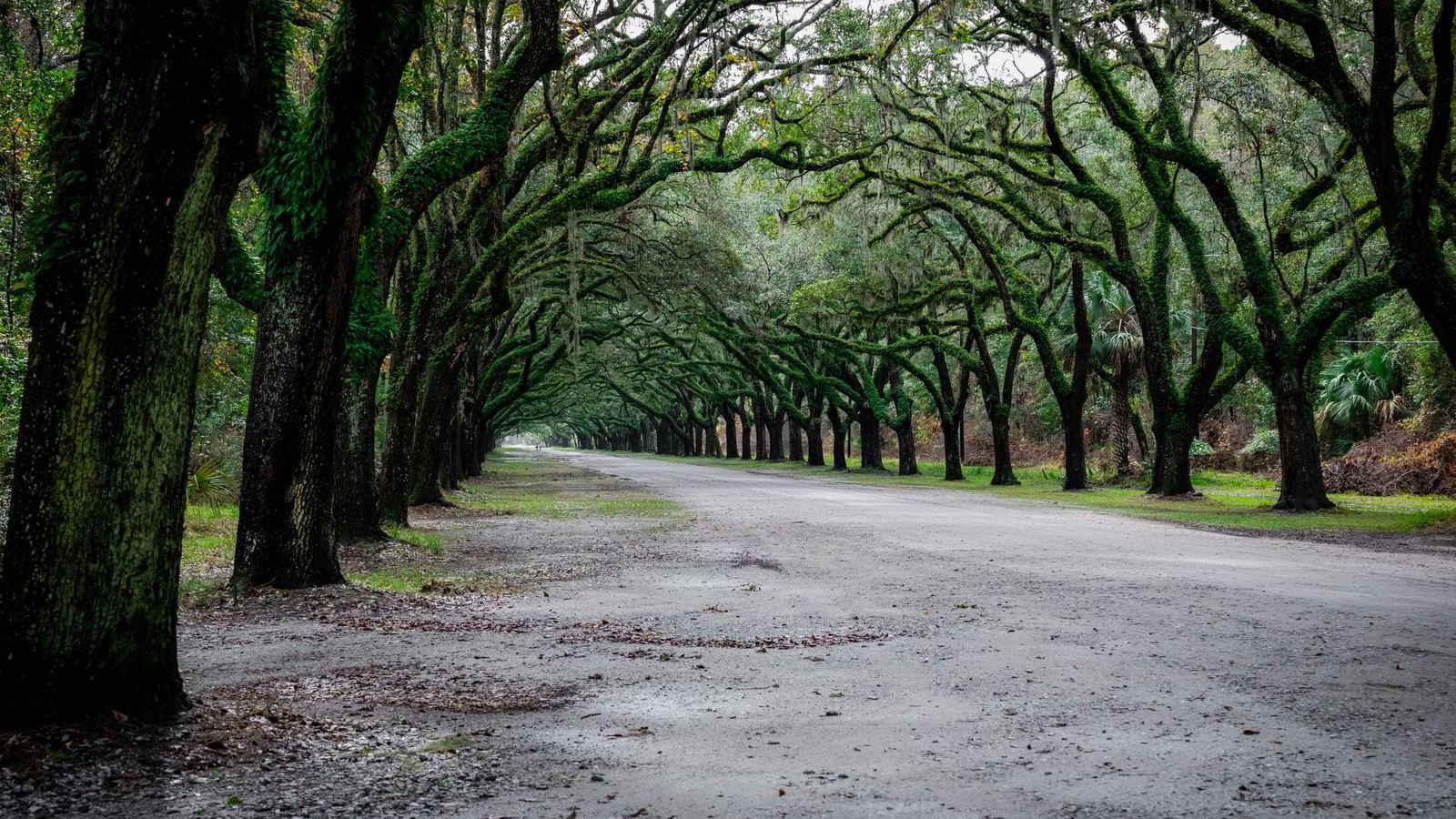 Live oaks arching over a quiet unpaved lane