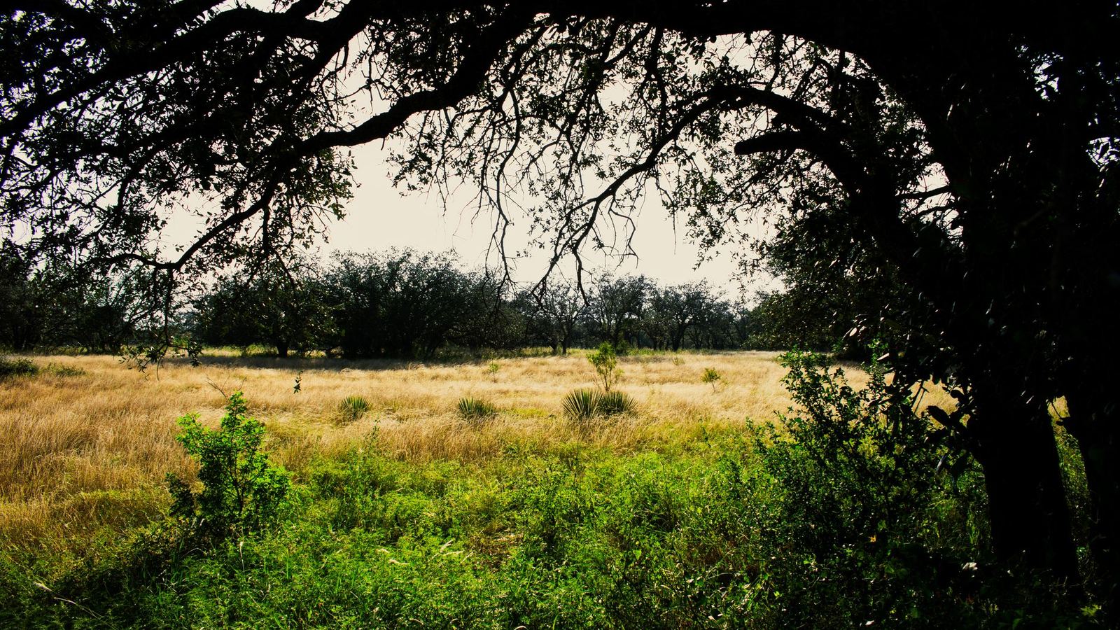 A live oak framing open South Texas grassland