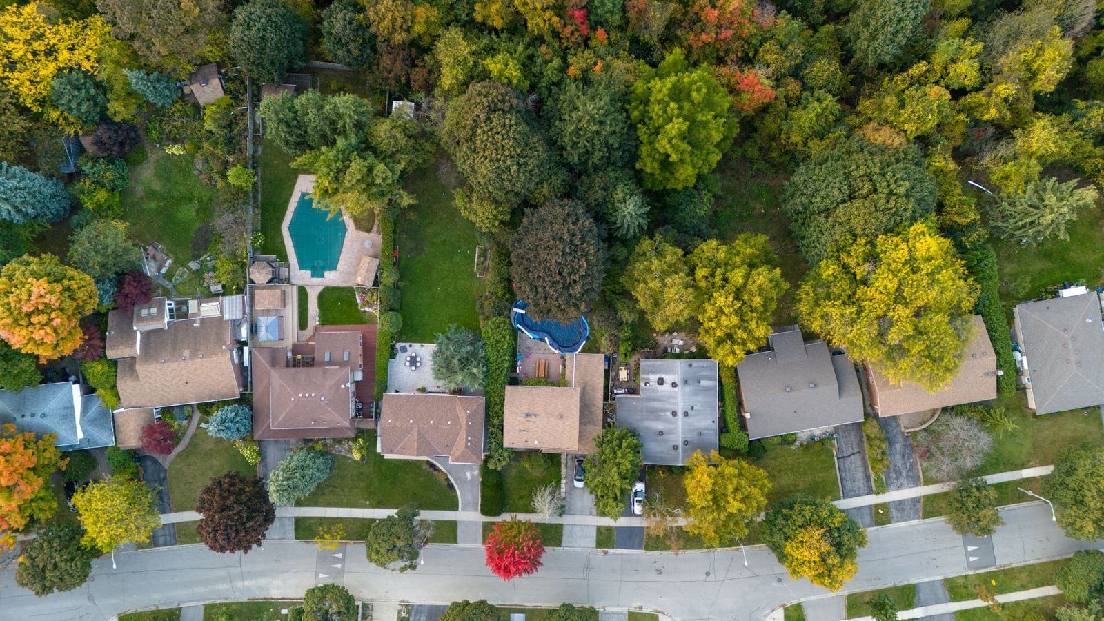 Aerial view of a tree-lined residential street and back gardens