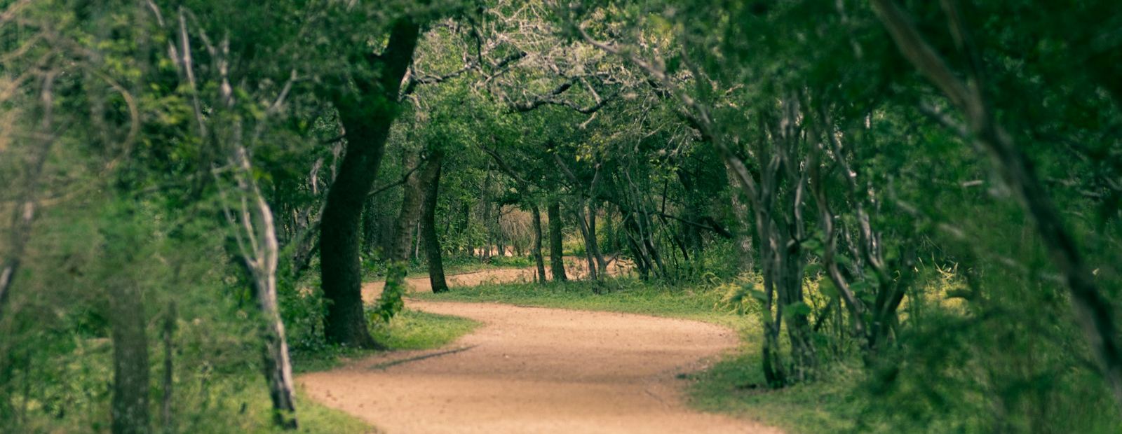 Dirt trail curving through dense green woods